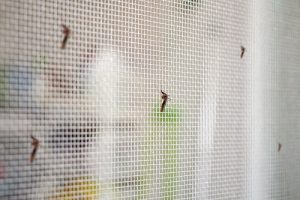 Window screens provide protection from bugs in Colorado Springs